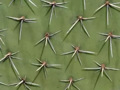 Dans la vie, il y a des cactus... - photo 2