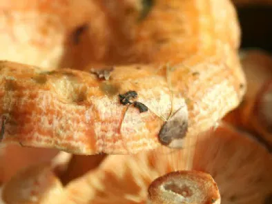 Risotto aux Lactaires délicieux : Joli nom pour un champignon ! - photo 2
