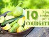 10 faits intéressants au sujet des courgettes
