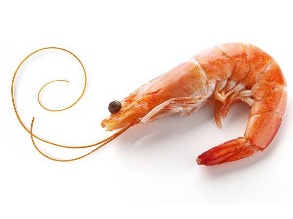 Recettes crevette