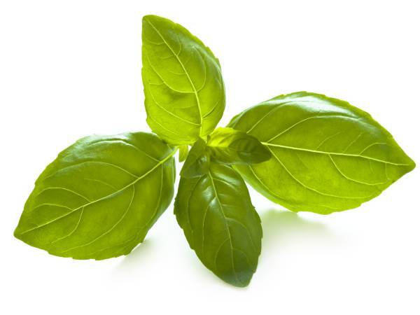 Recettes basilic