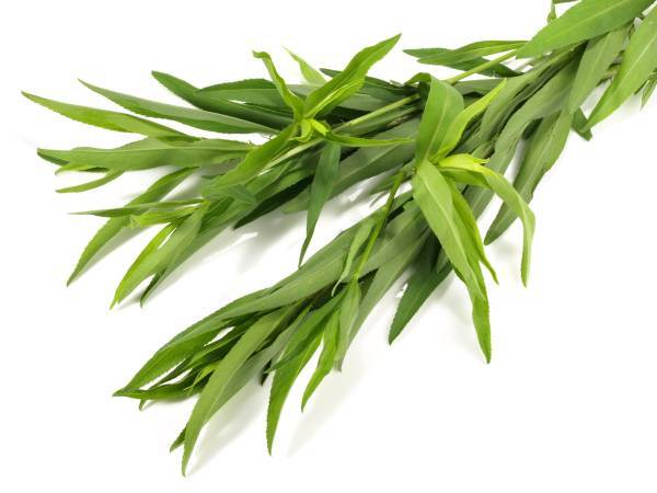 Recettes estragon