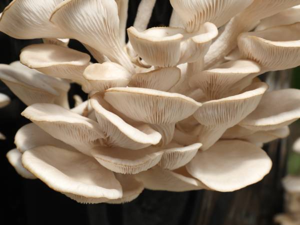 Recettes pleurotes