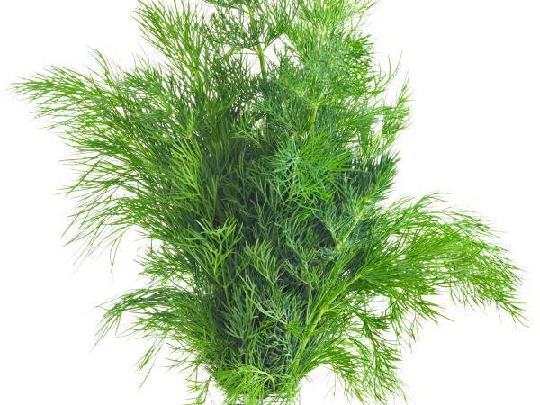 Recettes aneth