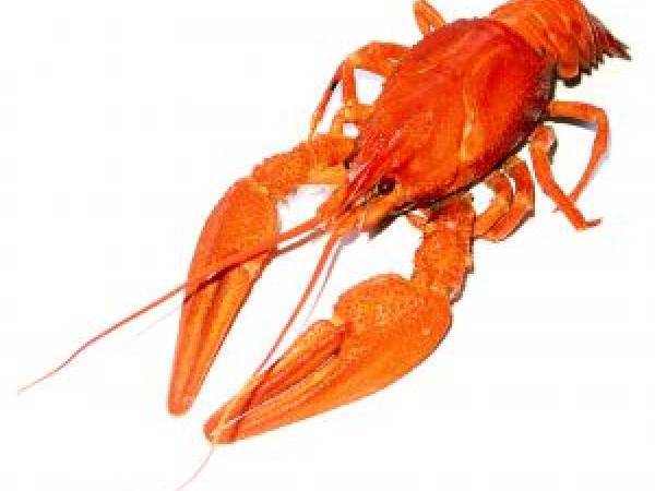 Recettes langouste