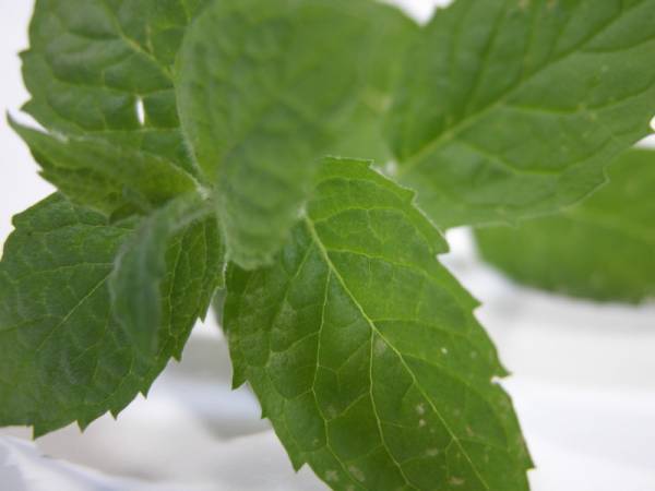 Recettes menthe