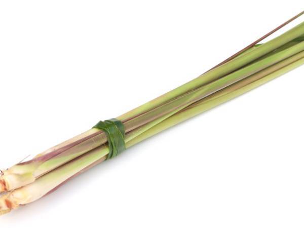Recettes citronnelle