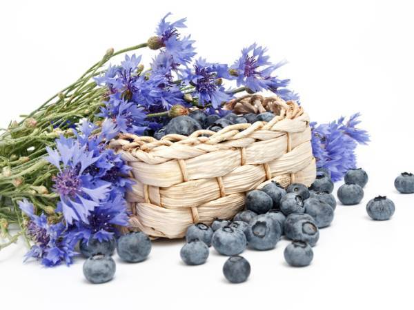 Recettes bleuets
