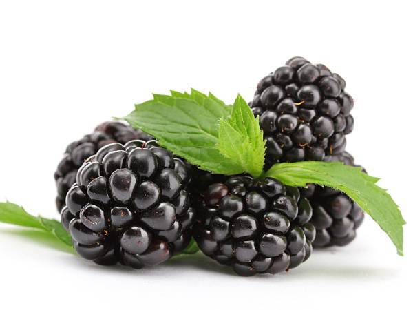 Recettes mûre