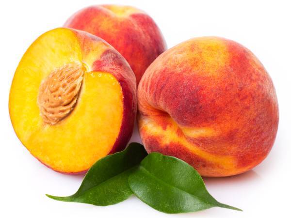 Recettes pêche