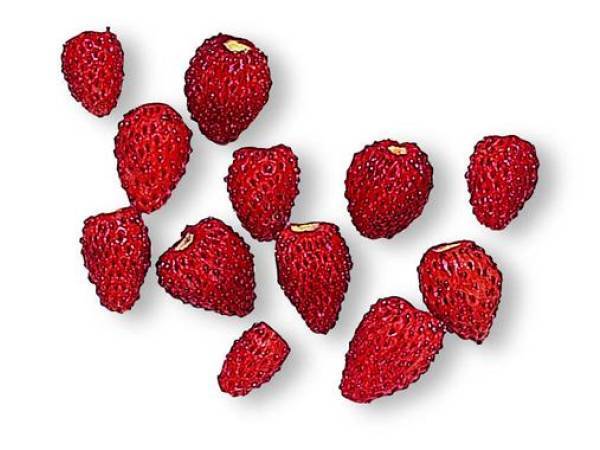 Recettes fraise des bois