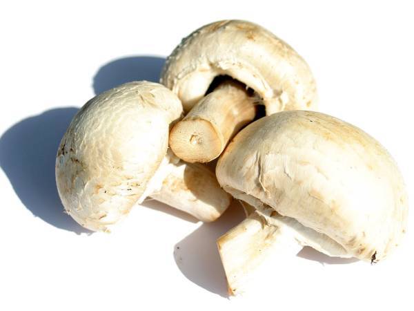 Recettes champignons