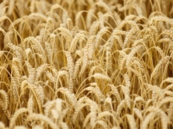 Recettes céréales