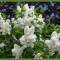 Lilasflore