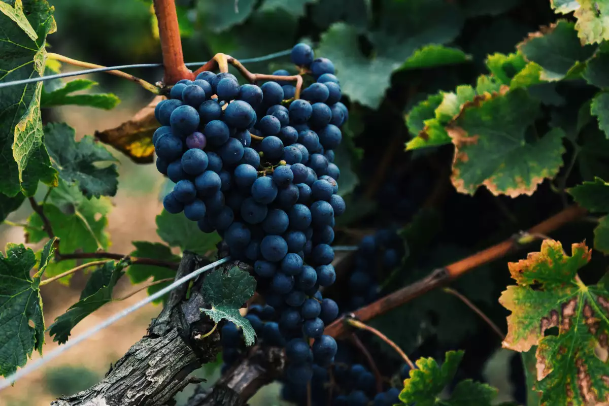 Les rouges à repérer pendant la Foire aux vins Super U