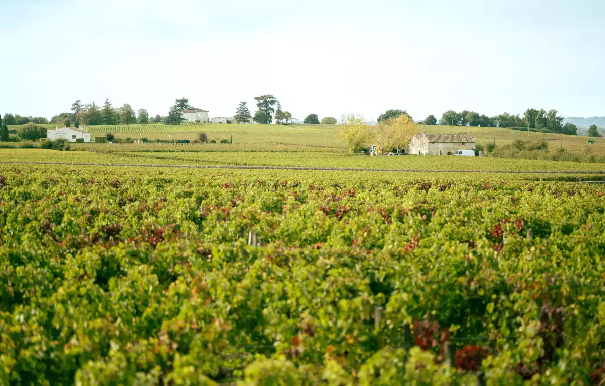 3, 2 ou 1 grappe: quelle différence?