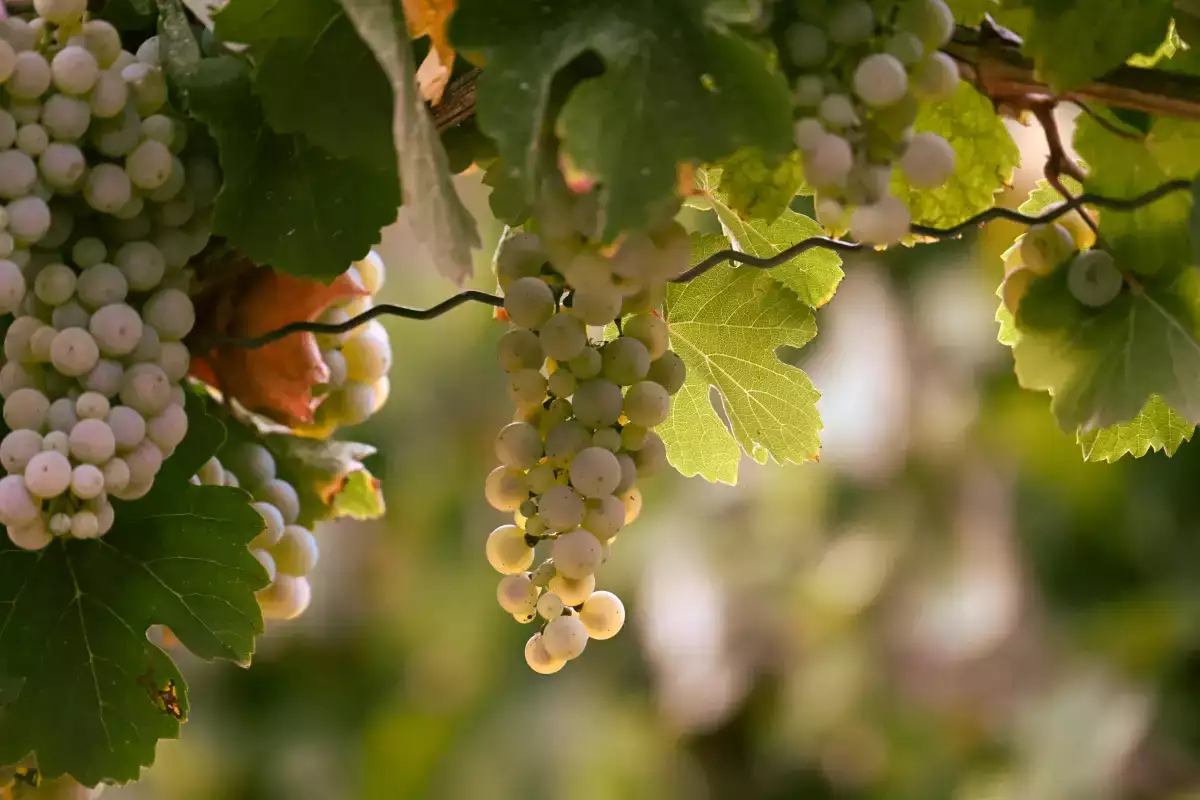 Un seul cépage, mais une étonnante diversité: le Chenin blanc