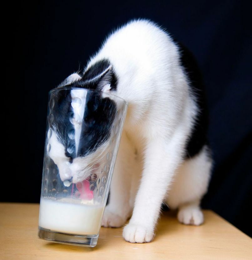 Je peux boire du lait en toutes circonstances (via Adrian Davies)