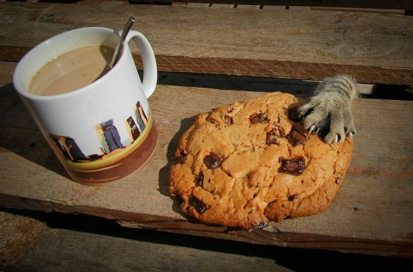 Je reviendrai Cookies (via Kilo Vet)
