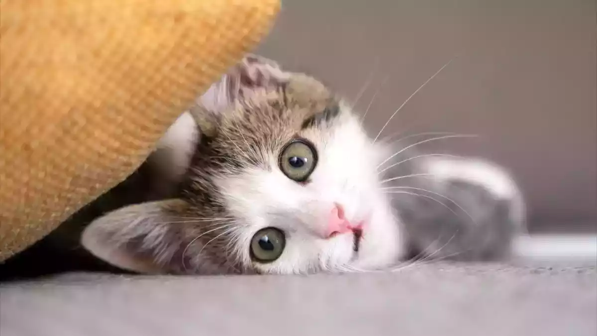 Pourquoi ne jamais donner de lait à son chat : comprendre les risques