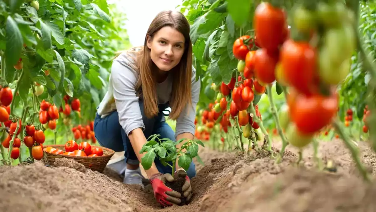 Cuisiniers-jardiniers : cette technique oubliée fait exploser le goût de vos tomates