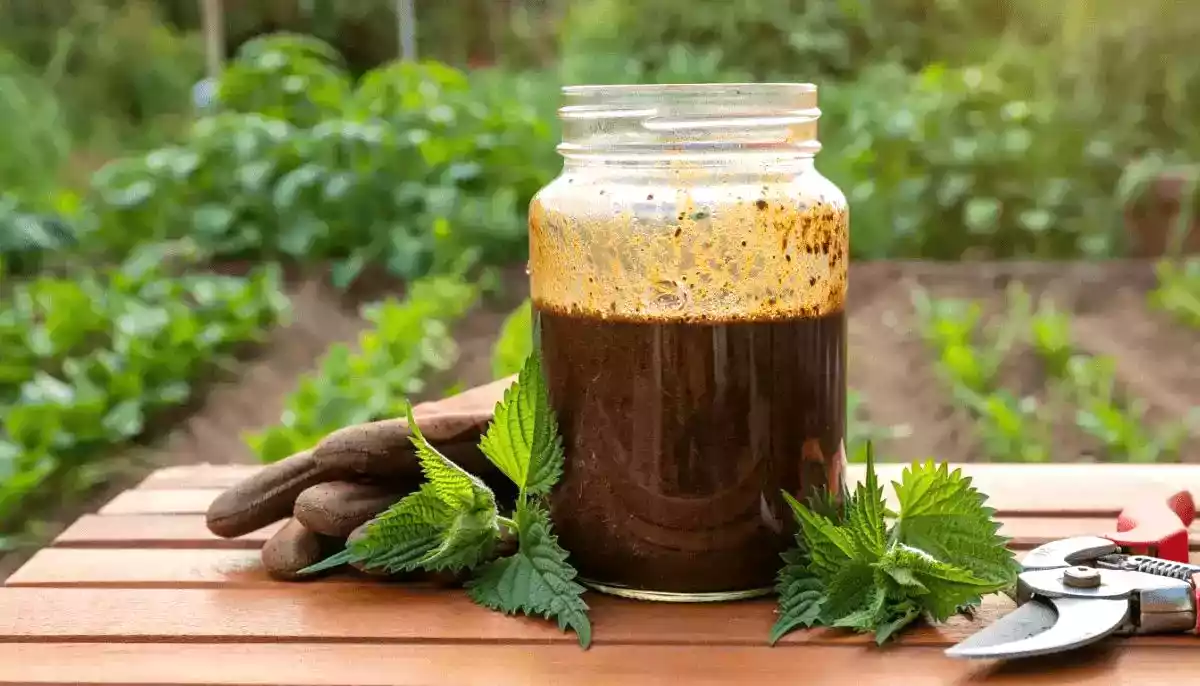 Le purin d'ortie maison : l'engrais naturel et gratuit qui fait des miracles au potager