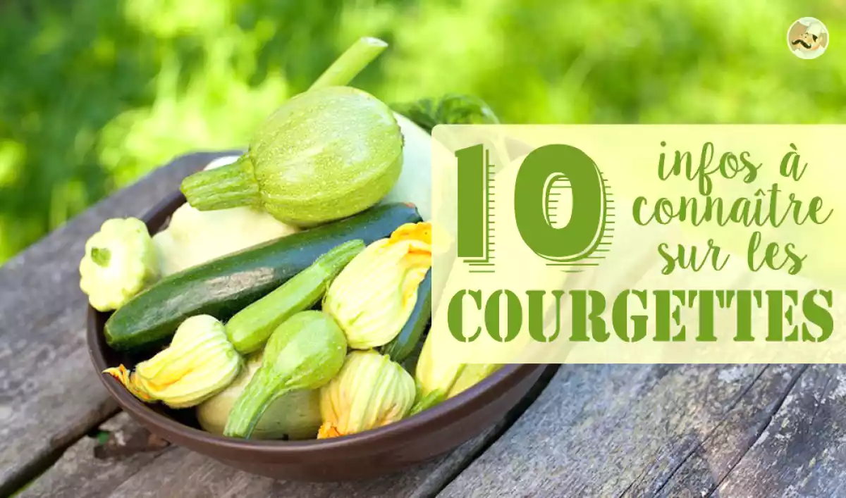 10 infos à connaître sur les courgettes!