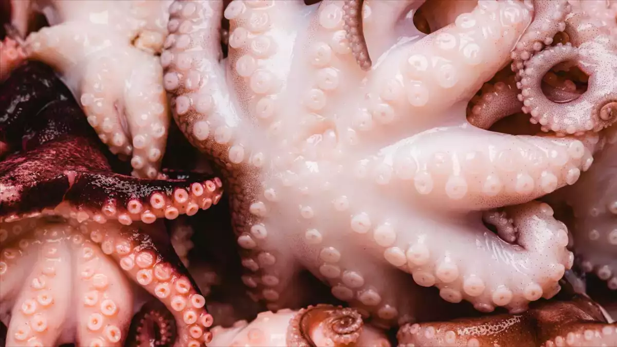 Cuire le poulpe avec un bouchon de liège : vrai secret de chef ou simple légende ?