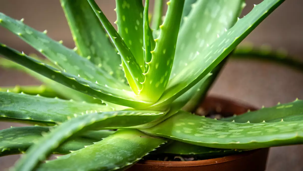 Trousse santé naturelle : les 5 essentiels à glisser dans sa valise pour un été serein