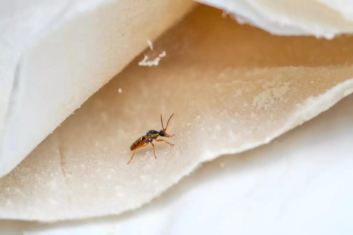 Ces petites bêtes peuvent ruiner votre cuisine : voici comment dire adieu aux mites alimentaires