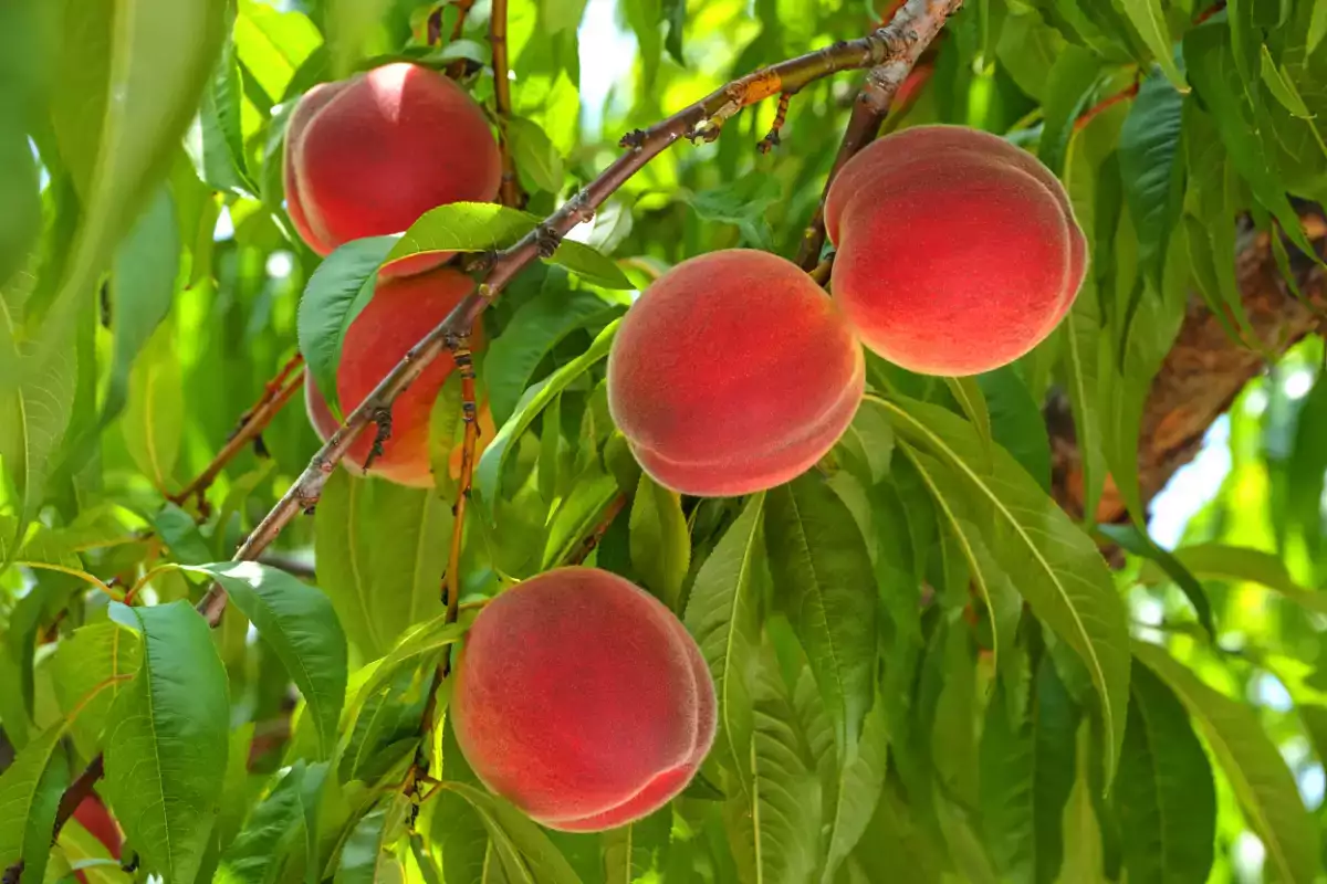 La recette maison de confiture de pêches de vigne : un parfum d’automne à mettre en pot