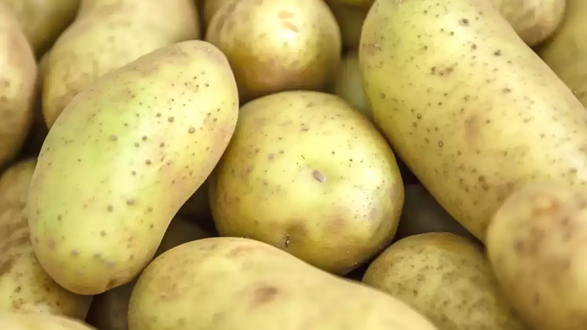 Elle semble inoffensive, mais cette pomme de terre un peu verte pourrait sérieusement vous rendre malade