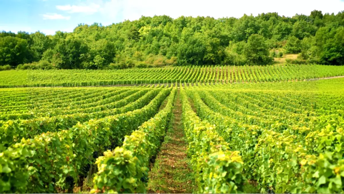 On croyait que « vivre à la campagne » rimait avec santé : mais voilà ce qu’une étude de grande ampleur vient de démontrer.