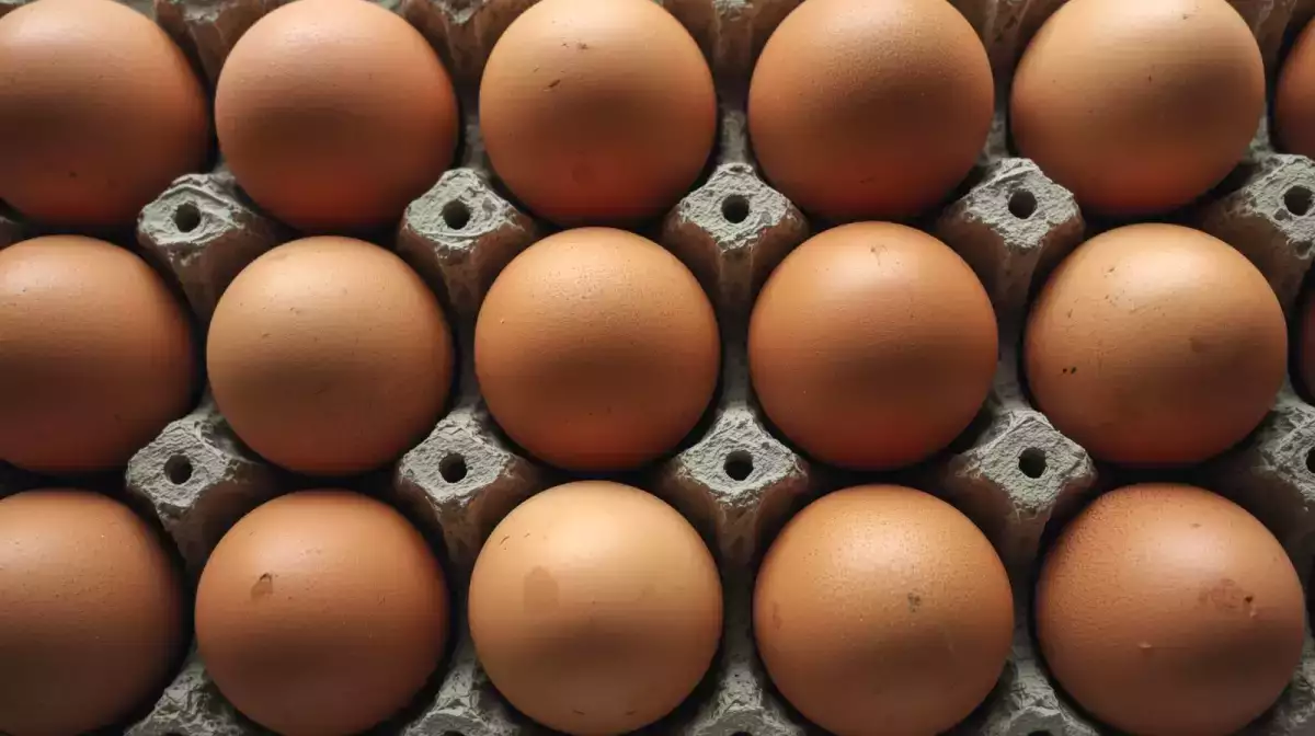 Ce chiffre inscrit sur vos œufs change tout… mais 8 Français sur 10 ignorent ce qu’il signifie vraiment