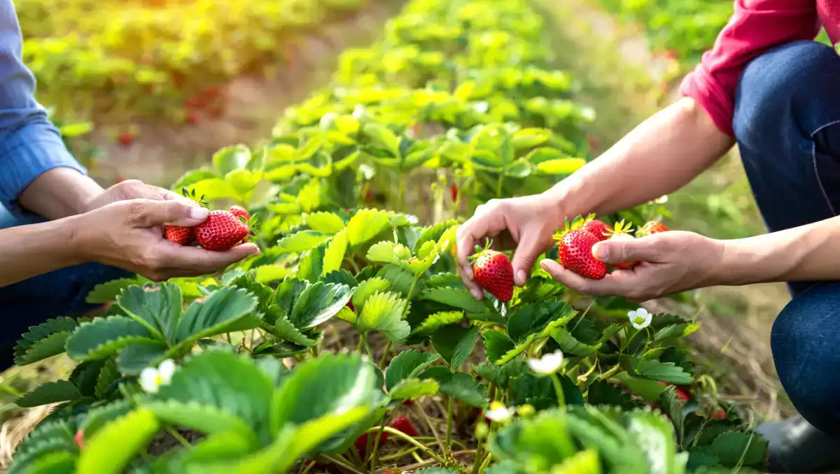 Fraises : tous leurs bienfaits santé et conseils de consommation