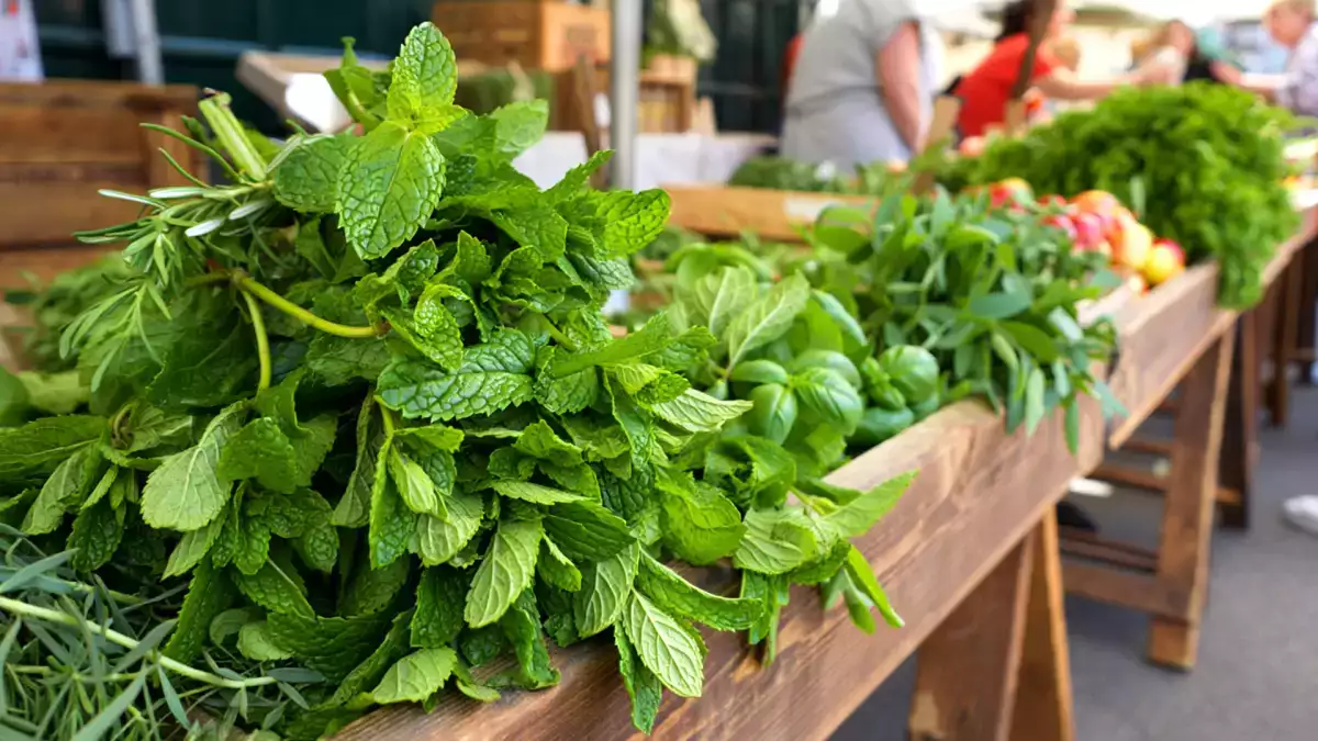 Toutes les menthes ne se valent pas : 4 variétés à connaître pour ne plus se tromper en cuisine