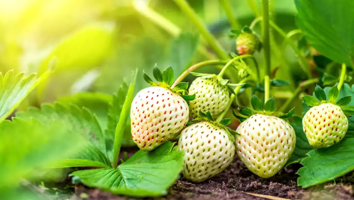 Fraise blanche : tout savoir sur ce fruit rare et parfumé
