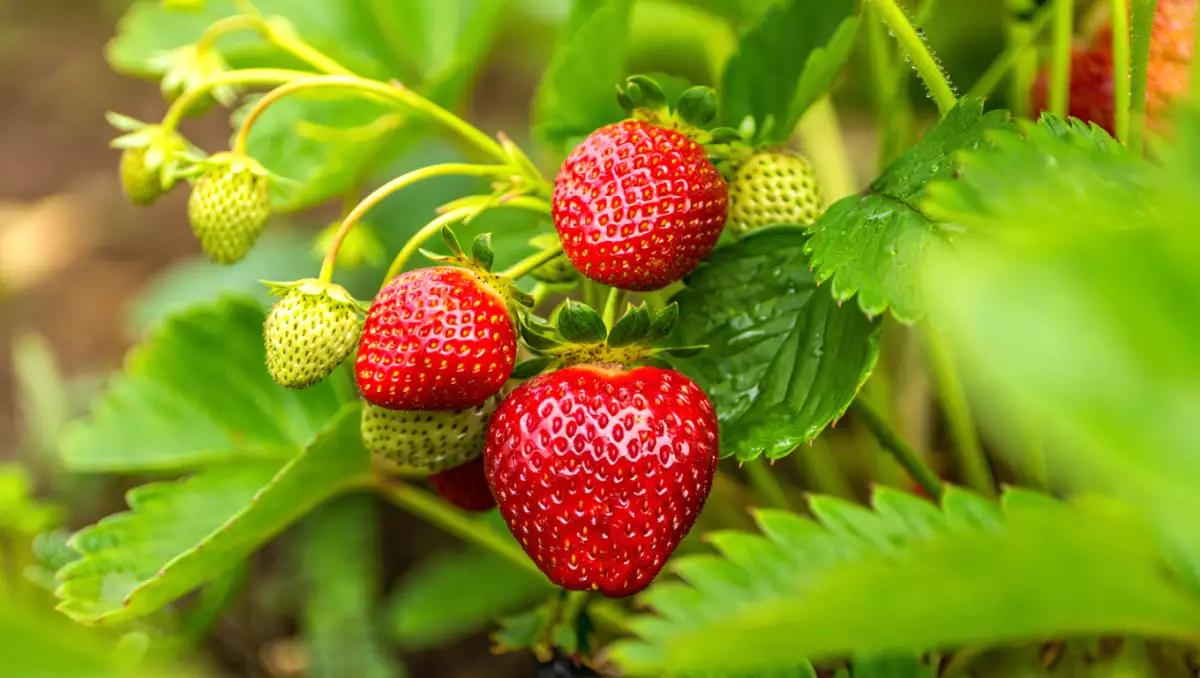Fraises en France : saison, période de récolte, origine de ce fruit de saison vitaminé