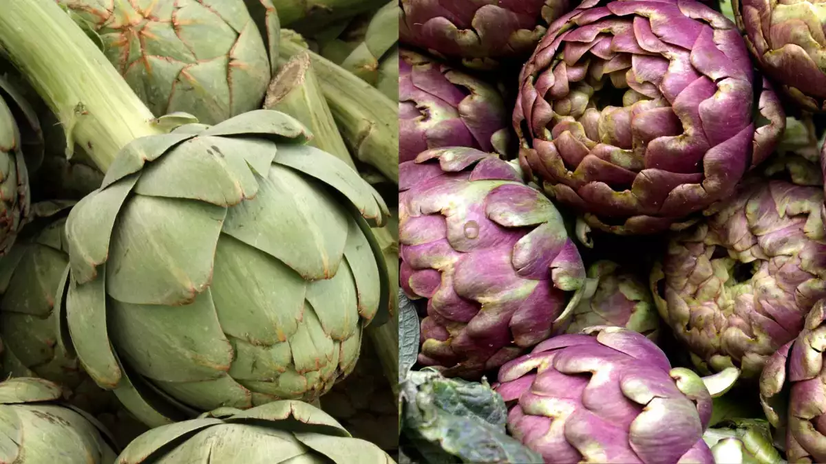 Artichaut violet ou vert : quelles différences et lequel choisir ?