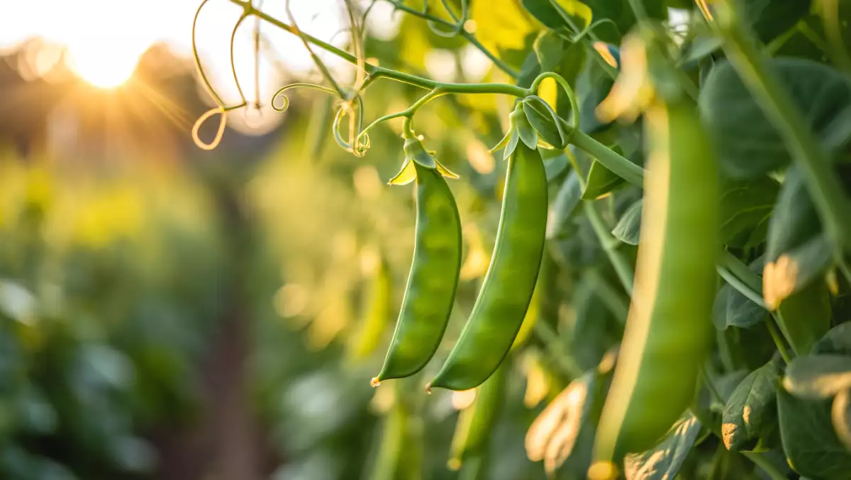 Comment cuire les pois gourmands facilement ? Toutes les astuces pour les garder croquants et savoureux