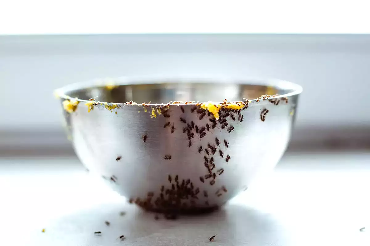 Fourmis dans la cuisine ? Voici les astuces de grand-mère qui fonctionnent vraiment