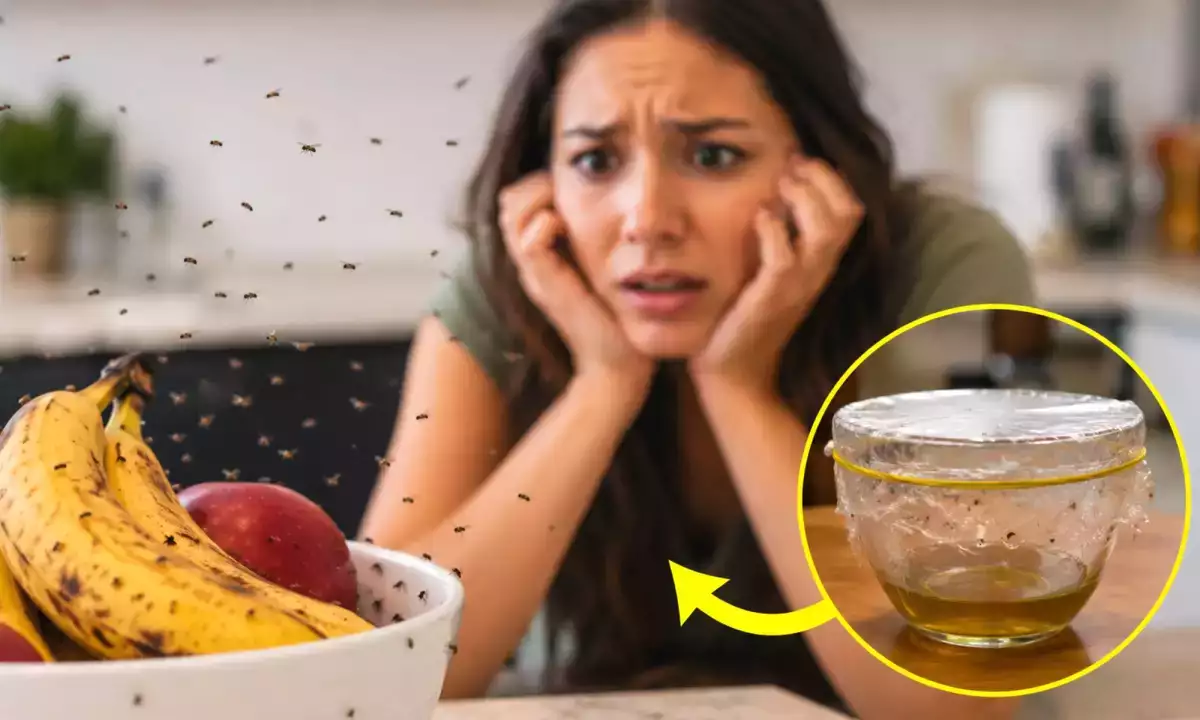 Moucherons de cuisine : une méthode naturelle et facile pour s'en débarrasser rapidement avant l'été