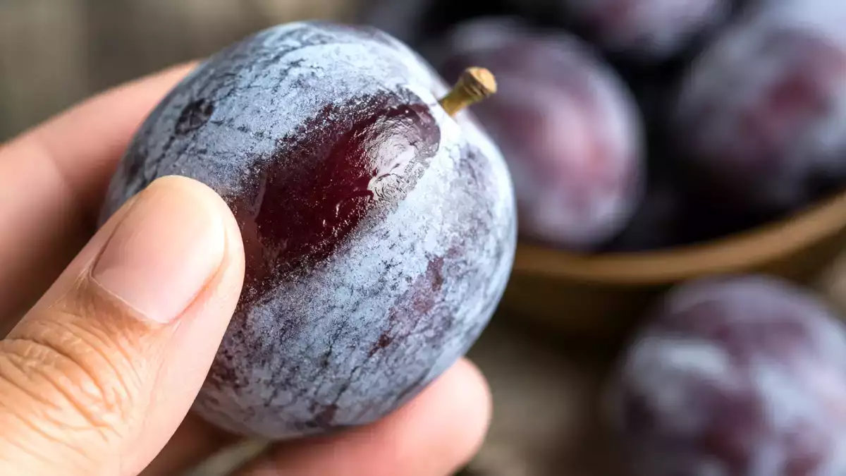 Pourquoi les prunes ont une pellicule blanche et comment savoir si elles sont bonnes à manger