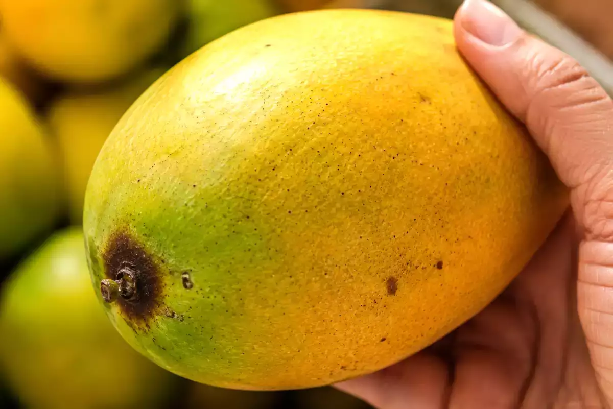 Avant d’acheter une mangue, ces petits détails peuvent révéler si elle sera vraiment sucrée...