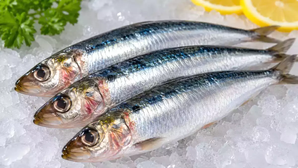 Comment reconnaître une sardine qui n’est pas fraîche? Les signes à vérifier avant d’acheter
