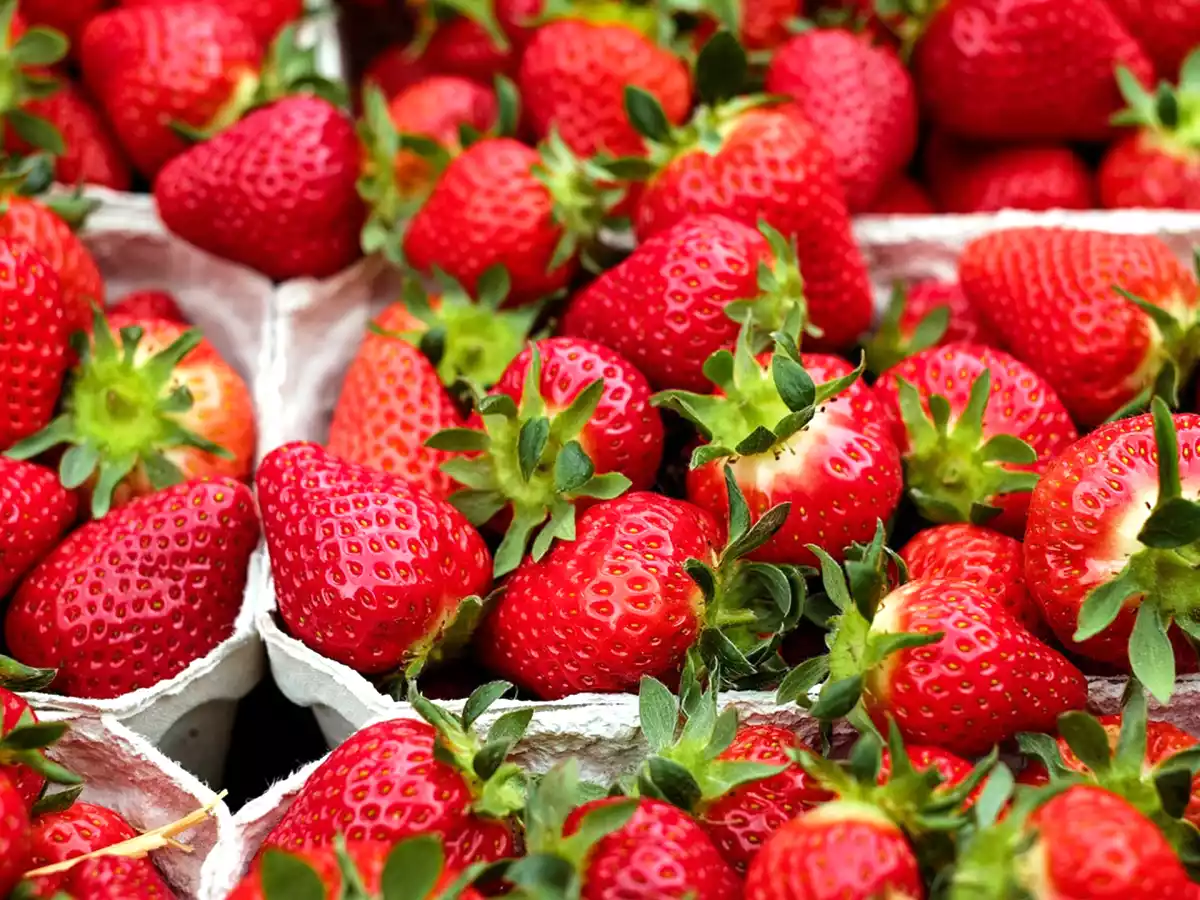 Grâce à ça, vous pourrez conserver vos fraises plus longtemps !