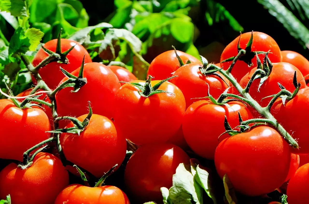 Découvrez l'astuce infaillible pour retirer la peau des tomates sans effort !