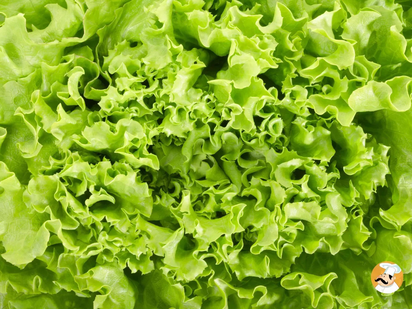 Comment effeuiller une salade verte super facilement ?