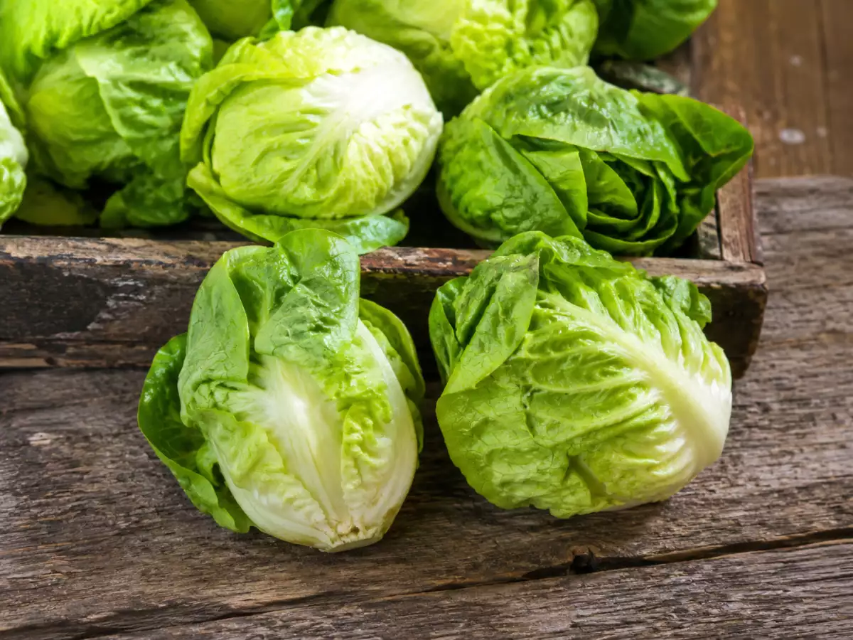 Vos salades semblent plus petites en ce moment ? La chaleur n’y est pas pour rien...