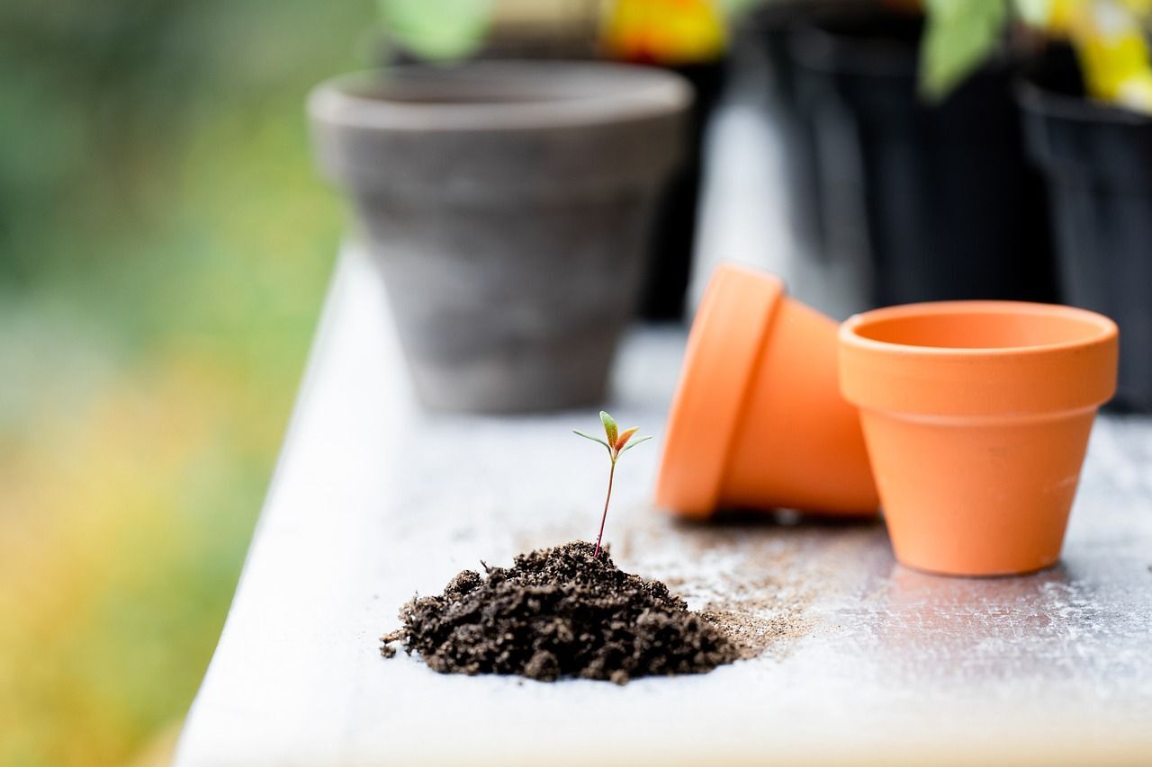 Le potager en plein hiver : choisissez les variétés de légumes idéales pour février